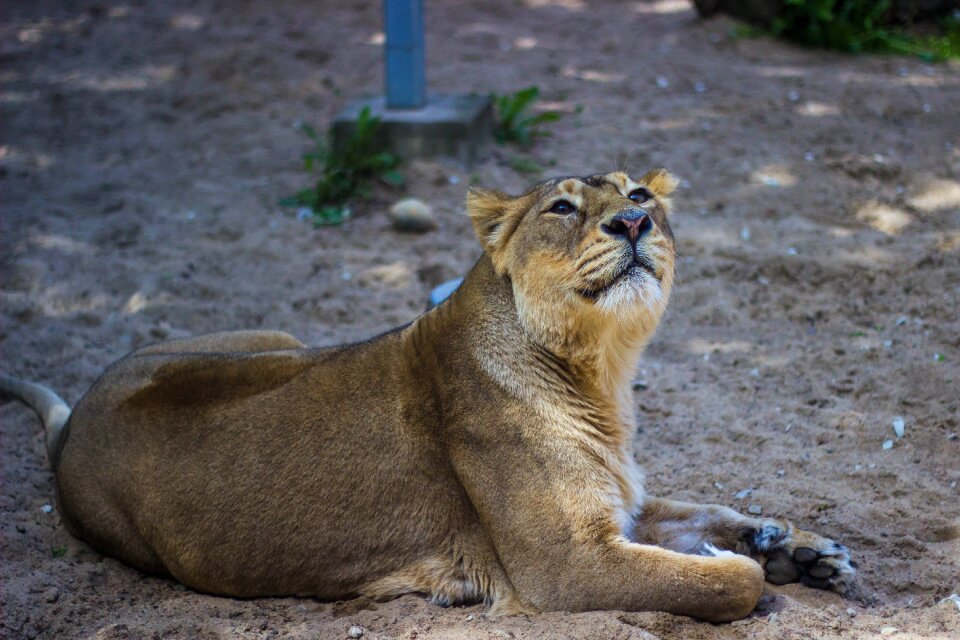 Ground sand animal