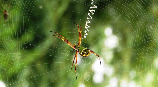Insect arachnid colombia