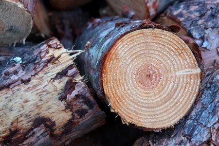 Annual rings tree bark pile of wood