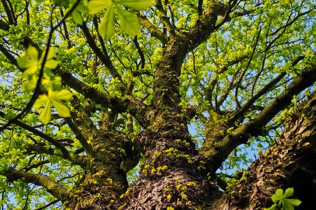 Leaves landscape forest