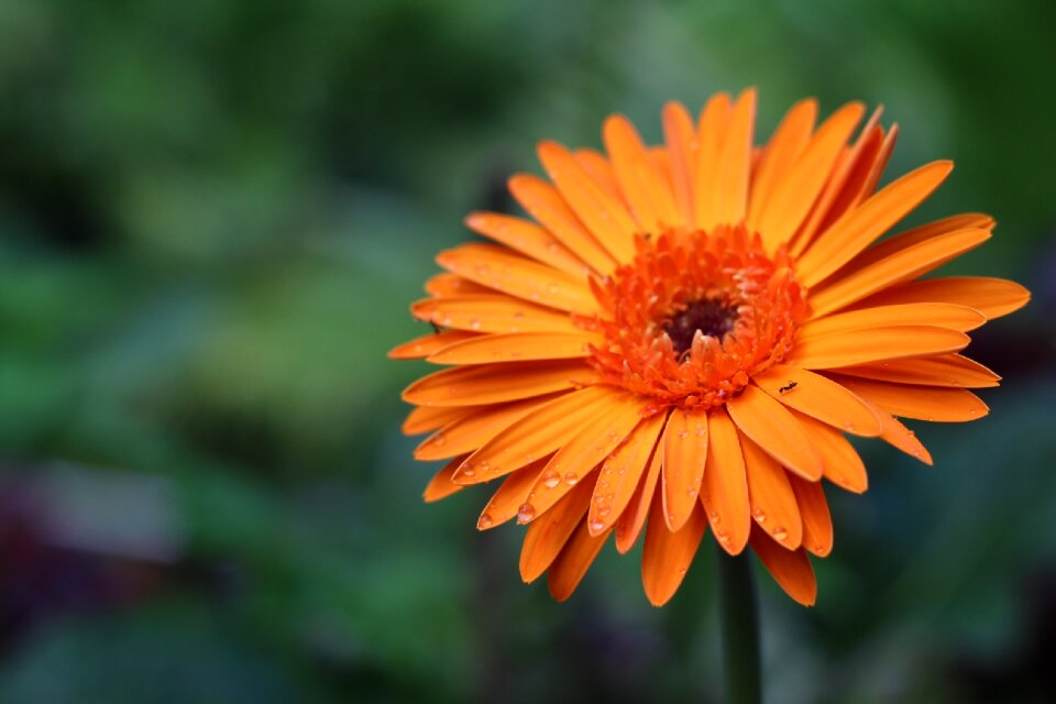 Chiang mai flowers orange