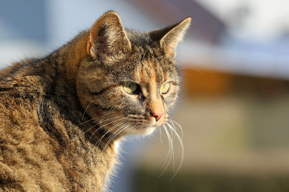 Cat domestic cat animals