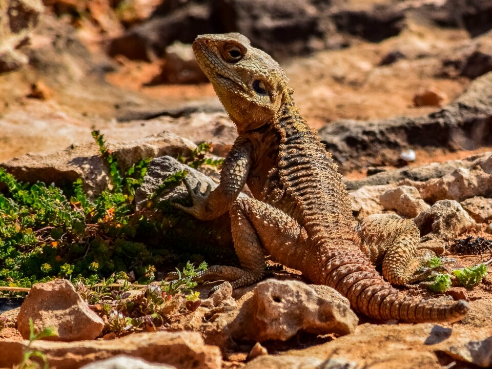 Wildlife animal stellagama stellio cypriaca