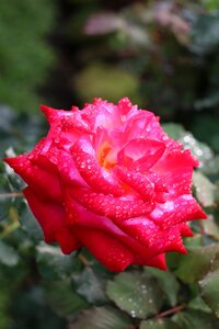 Flower rose doi suthep
