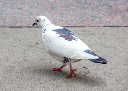 Nature animal pigeon photo