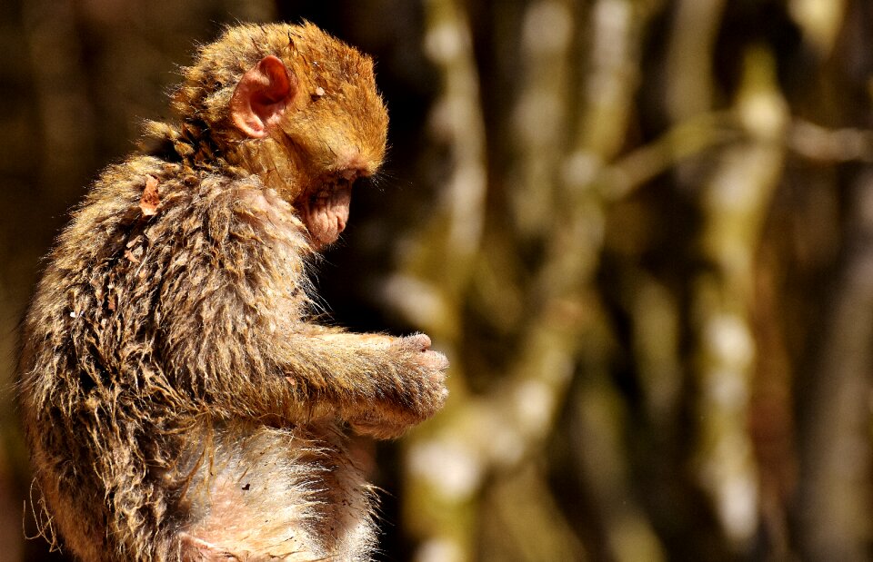 Monkey mountain salem animal wild animal
