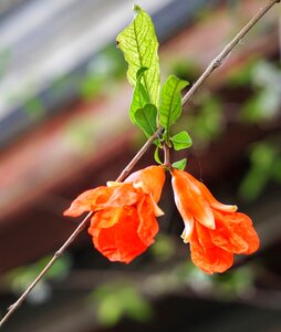 Vine bright orange