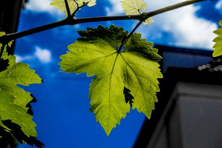 Green leaf nature photo