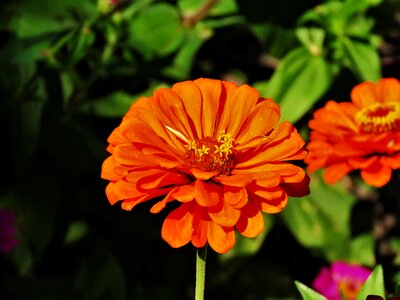 Orange yellow garden photo