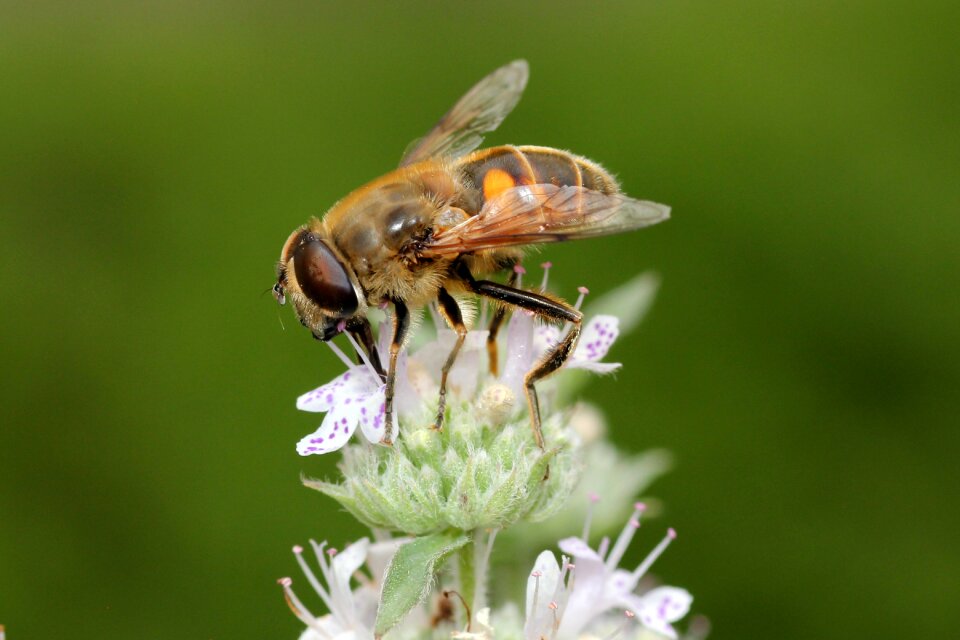 Flower pollination blossom