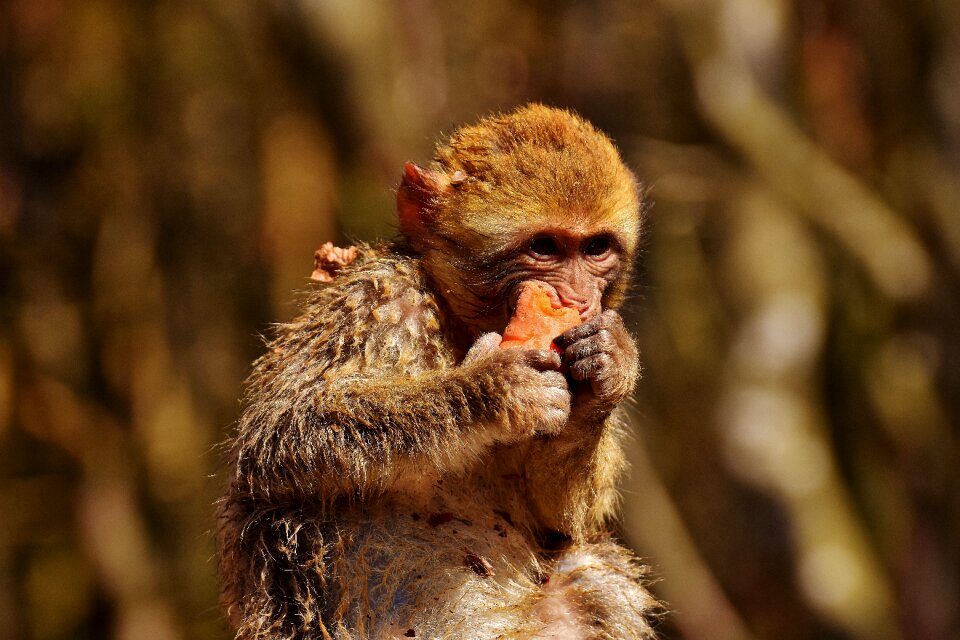Cute endangered species monkey mountain salem