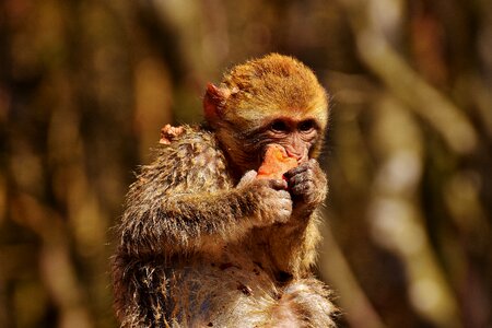 Cute endangered species monkey mountain salem