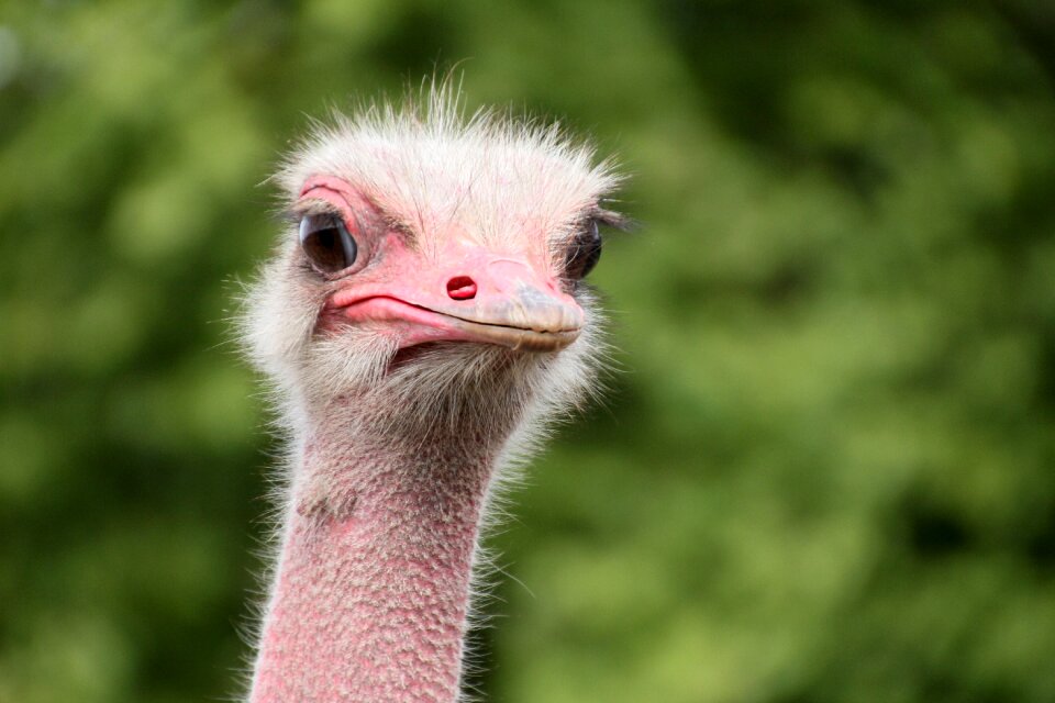 Close up birds bird