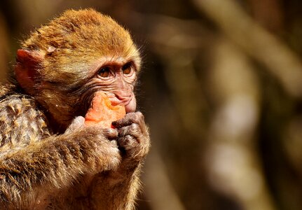 Cute endangered species monkey mountain salem