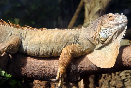 Animals lizard reptile