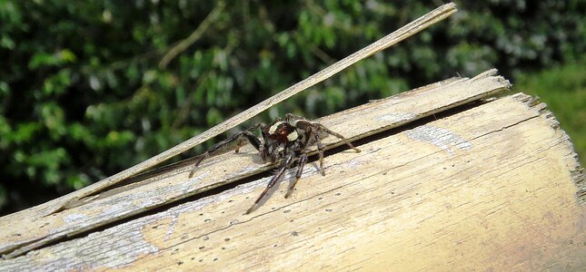 Hunter insect colombia