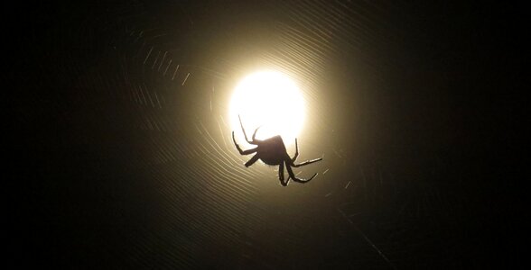 Arachnid macro garden