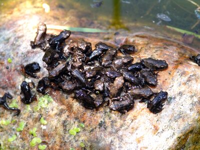 Animal frogs amphibian