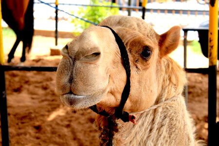 Arab sand animal