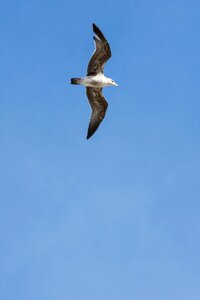 Seagull sky bird photo