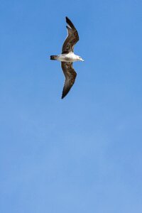 Seagull sky bird