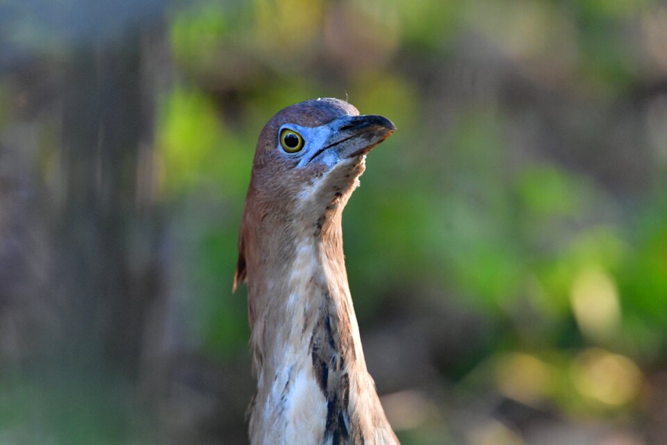 Natural outdoors beak