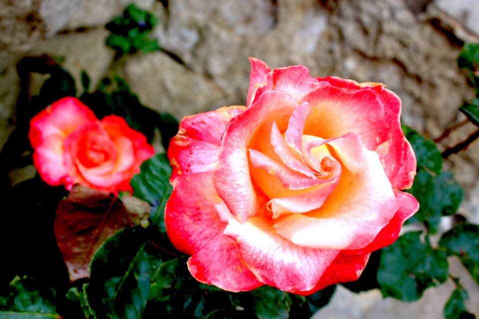 Nature plant bloom