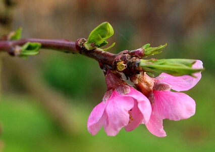 Spring nature flower photo