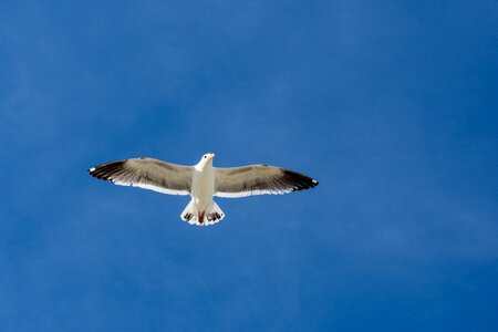 Seagull sky bird photo