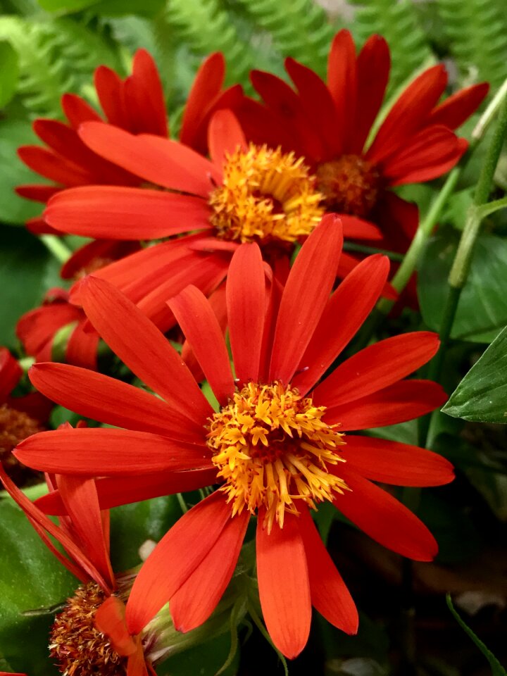 Orange spring orange flower