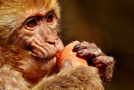 Cute endangered species monkey mountain salem