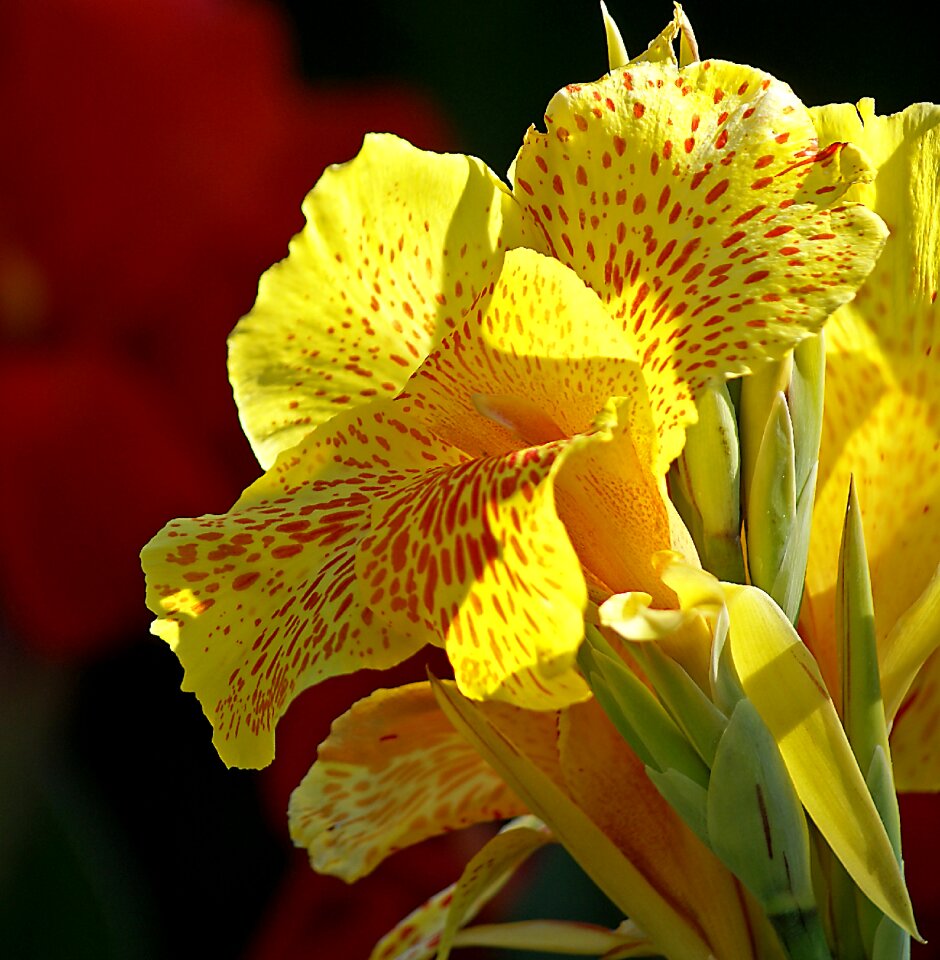Large flowers cup flower petals