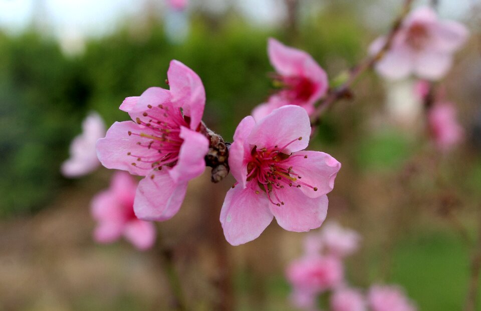 Sad pink flowers nature
