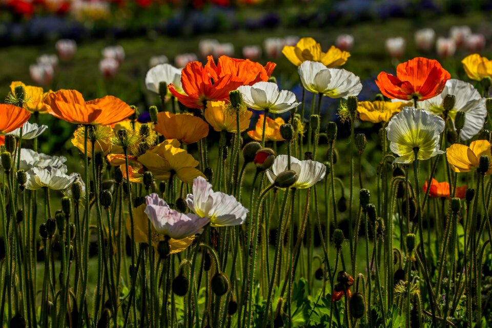 Poppy garden petals