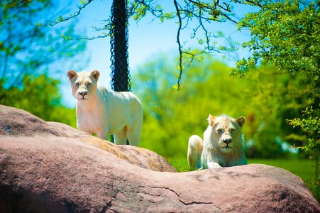 Imran mughal wildlife