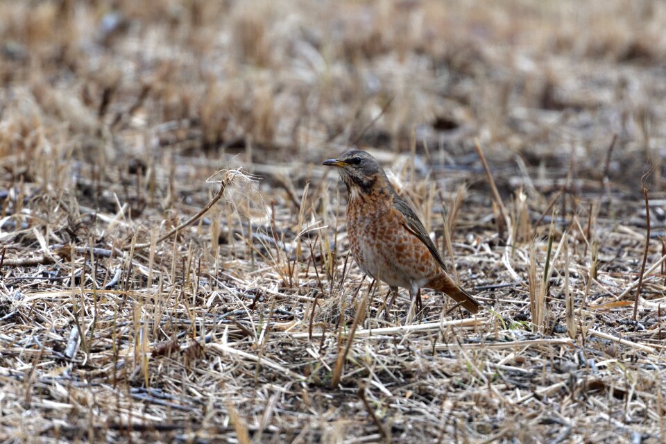 Bird animal outdoors