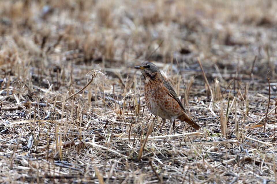 Bird animal outdoors photo