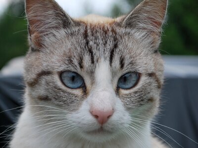 Cat animal face nature