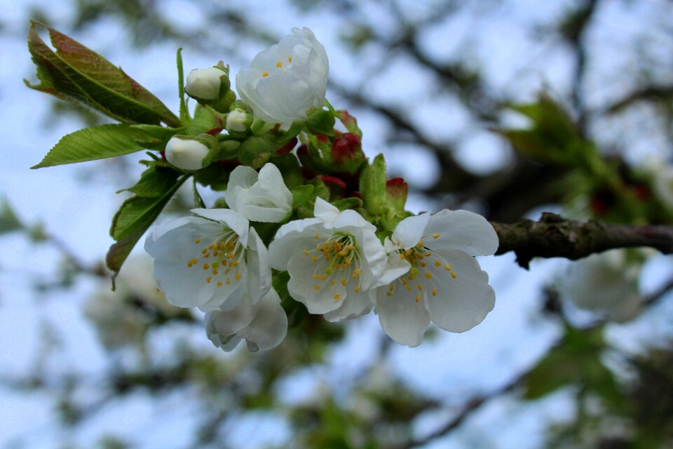 Flowering trees fruit trees flower
