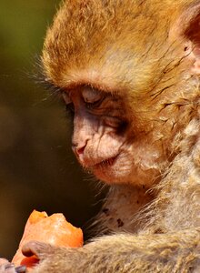 Cute endangered species monkey mountain salem