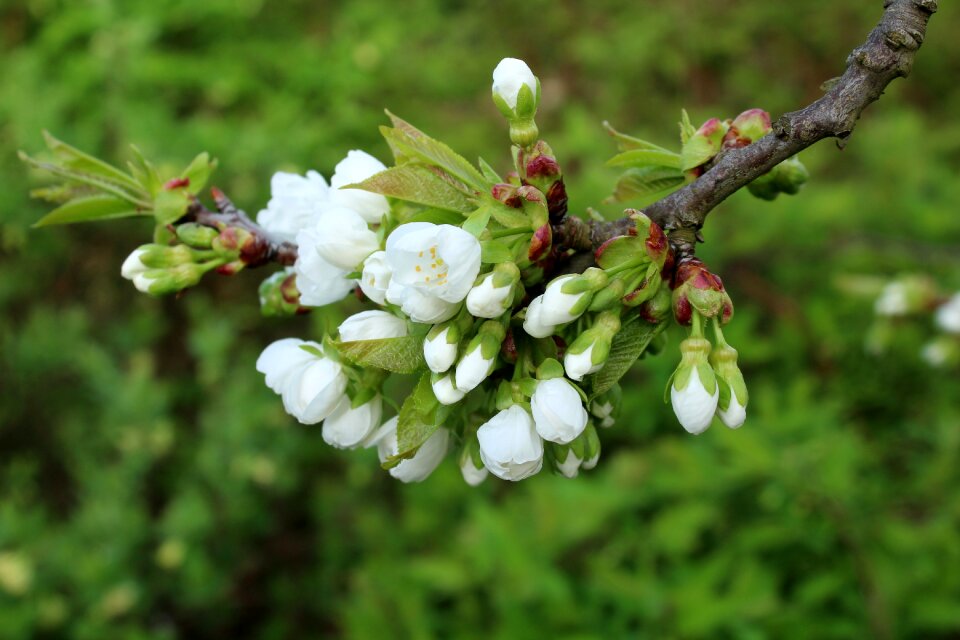 Spring nature flowering