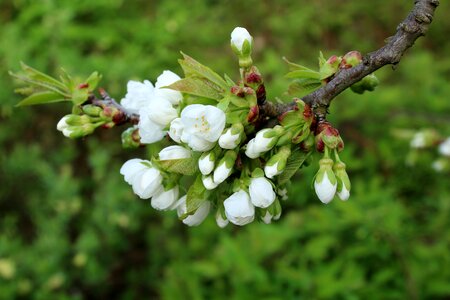 Spring nature flowering photo