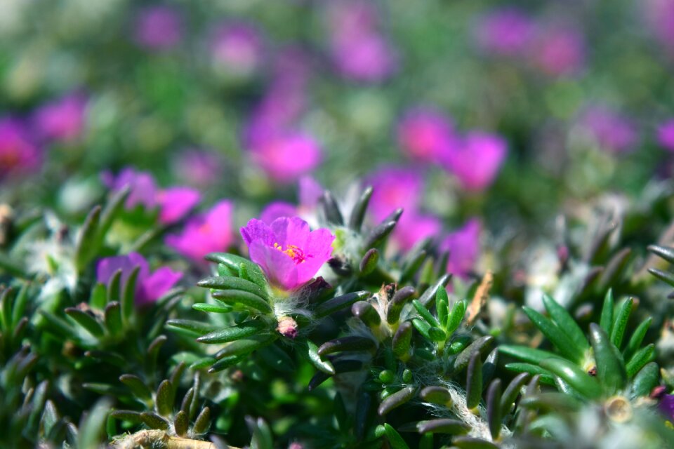 Rosemary nature pink