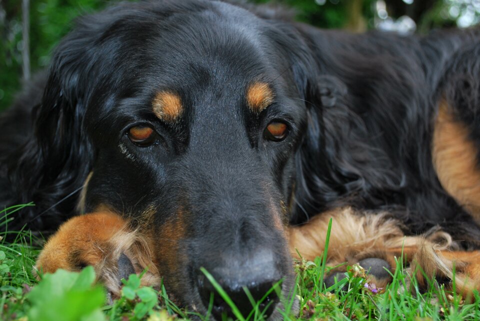 Dog face hovawart sad
