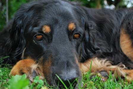 Dog face hovawart sad