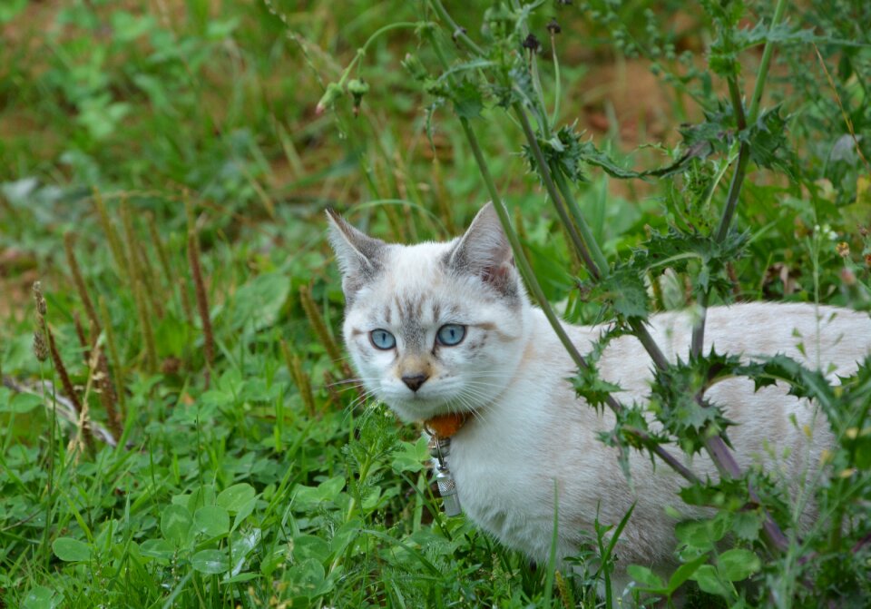 Young cat look blue eyes