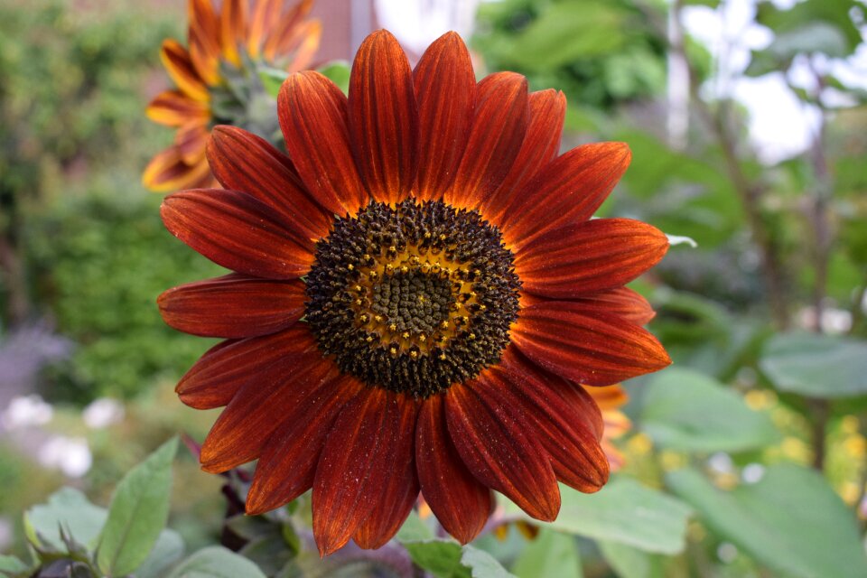 Red sunflower garden summer