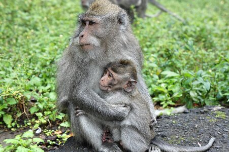 Motherhood love young photo