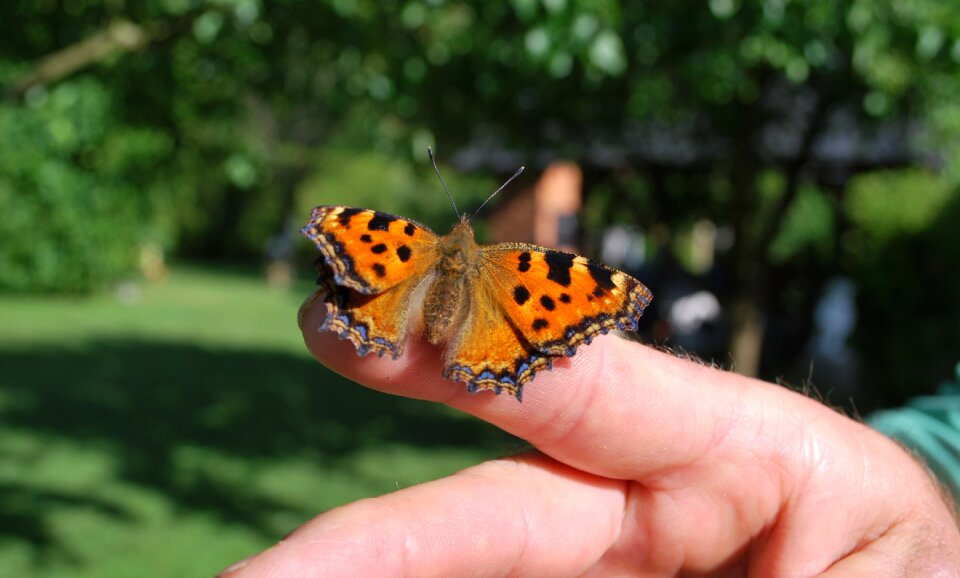 Butterfly nature close up
