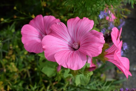 Garden flower pink photo